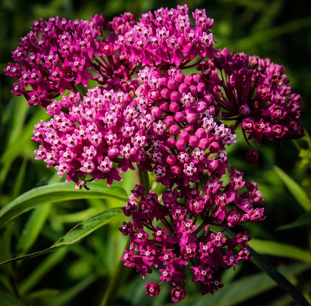 Swamp Milkweed Seeds 100 Pack - Asclepias incarnata Native Pollinator Plant for Gardens and Wetlands
