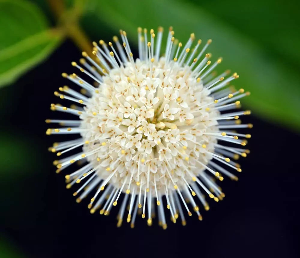 Buttonbush Seeds for Planting - 100 Seeds - Cephalanthus occidentalis - Native Wetland Shrub for Ponds & Streams