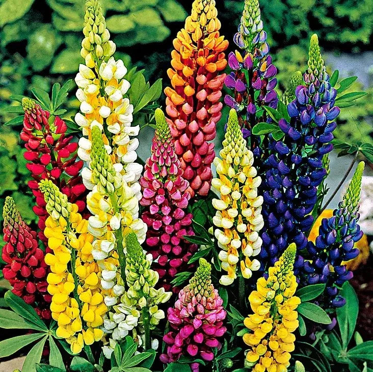 Russell Lupine Seeds - Mixed Colors - 100+ Perennial Lupinus polyphyllus Seeds