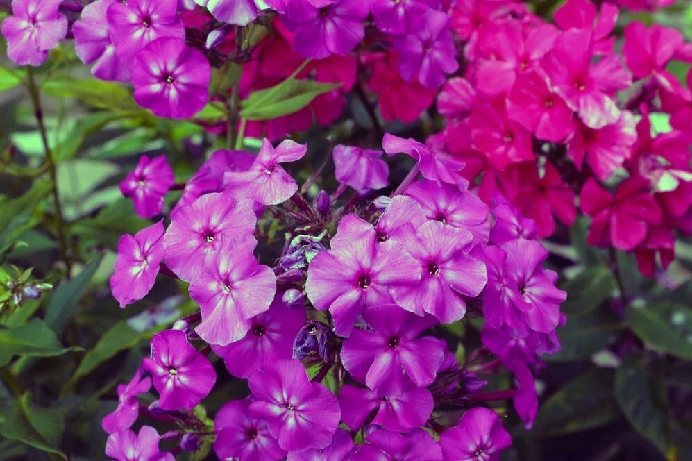 Le Mahdi Phlox Seeds - 100+ Colorful Garden Flower Seeds - Phlox paniculata for Borders & Containers