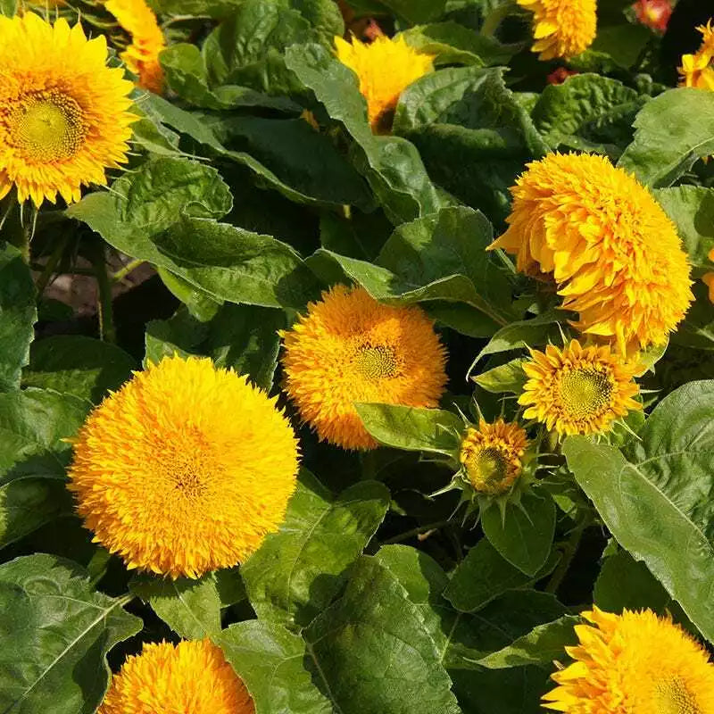 Sunflower Seeds - Teddy Bear Sungold Dwarf - Non-GMO 100 Seeds for Hummingbirds & Finches - Helianthus annuus