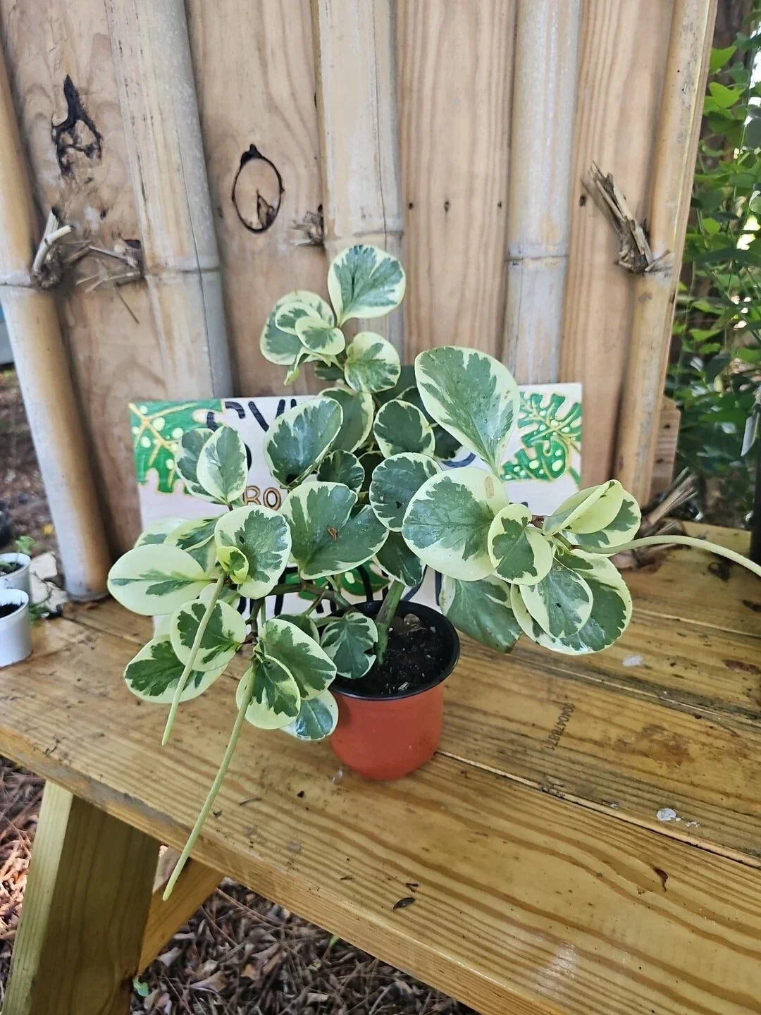XL Variegated Peperomia obtusifolia Marble Rubber Spoonleaf 4" Indoor Plant