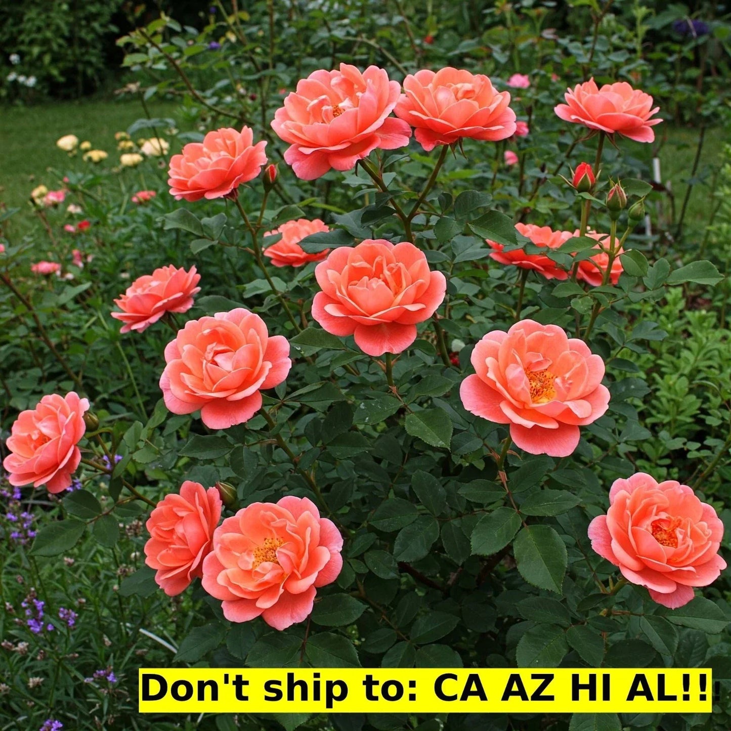 Coral Drift Rose Bush in 3 Gal Pot | Rosa 'Meidrif' Live Flowering Outdoor Plant
