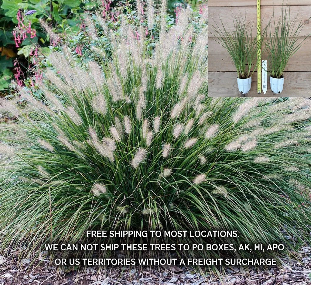 Hameln Dwarf Fountain Grass 2 Gallon - Pennisetum alopecuroides 'Hameln' Ornamental Grass