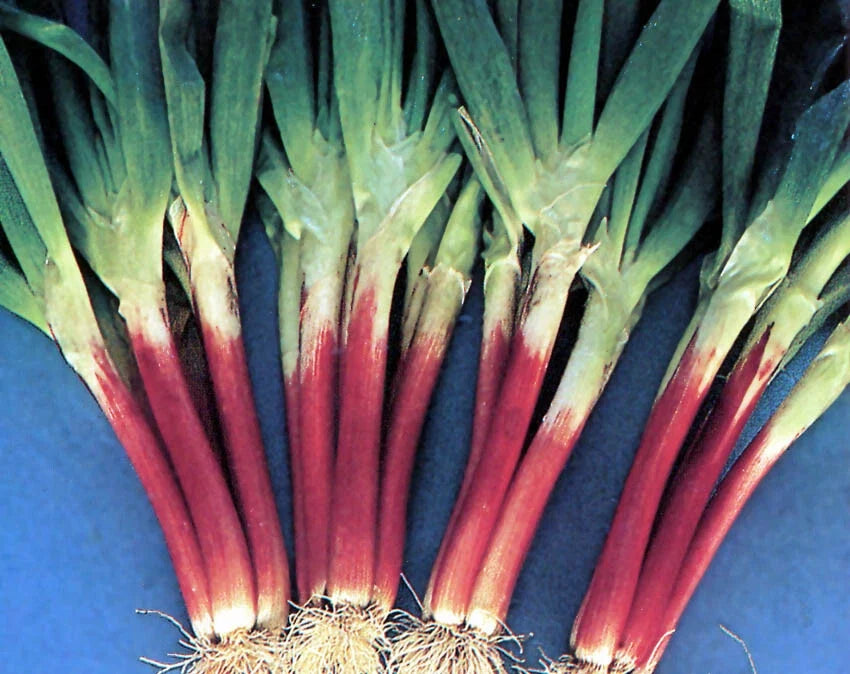 Red Beard Japanese Bunching Onion Seeds, Violet Stalk, Allium fistulosum, Edible Perennial Vegetable, Clumping, 100 Seeds