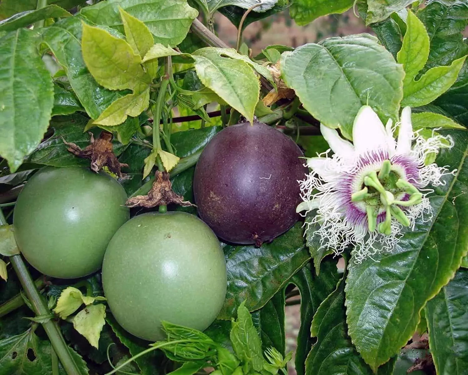 Passion Fruit Seeds - 20+ Passiflora edulis Tropical Fruit Vine for Home Garden, Container, Climbing Plant