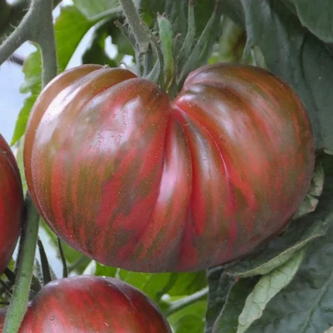 Pink Berkeley Tie-Dye Tomato Seeds - 25 Count Heirloom Organic Non-GMO for Home Garden