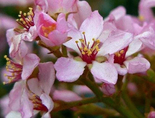 Indian Hawthorn Seeds Pink Lady Variety Rhaphiolepis Indica 25 Seeds for Garden Landscaping