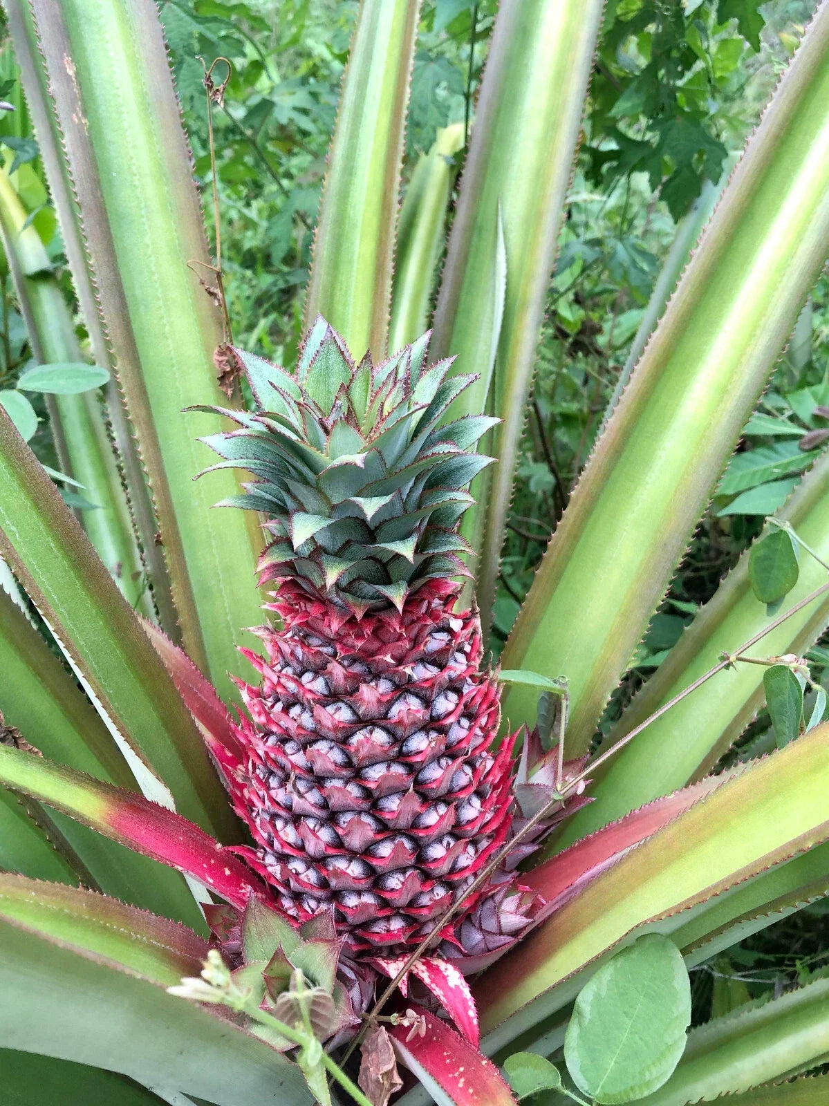 Red Spanish Pineapple Seeds - 15+ Pack for Gardening, Ananas comosus, USA Grown, Non-GMO, Full Sun, Compact Growth