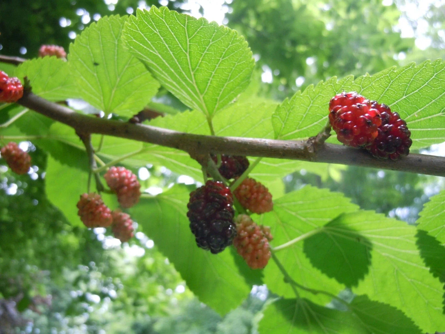 Organic Herbal Tea Leaves – Raspberry Mint Cherry Mulberry Blend – Natural Rubus idaeus Mentha Morus alba
