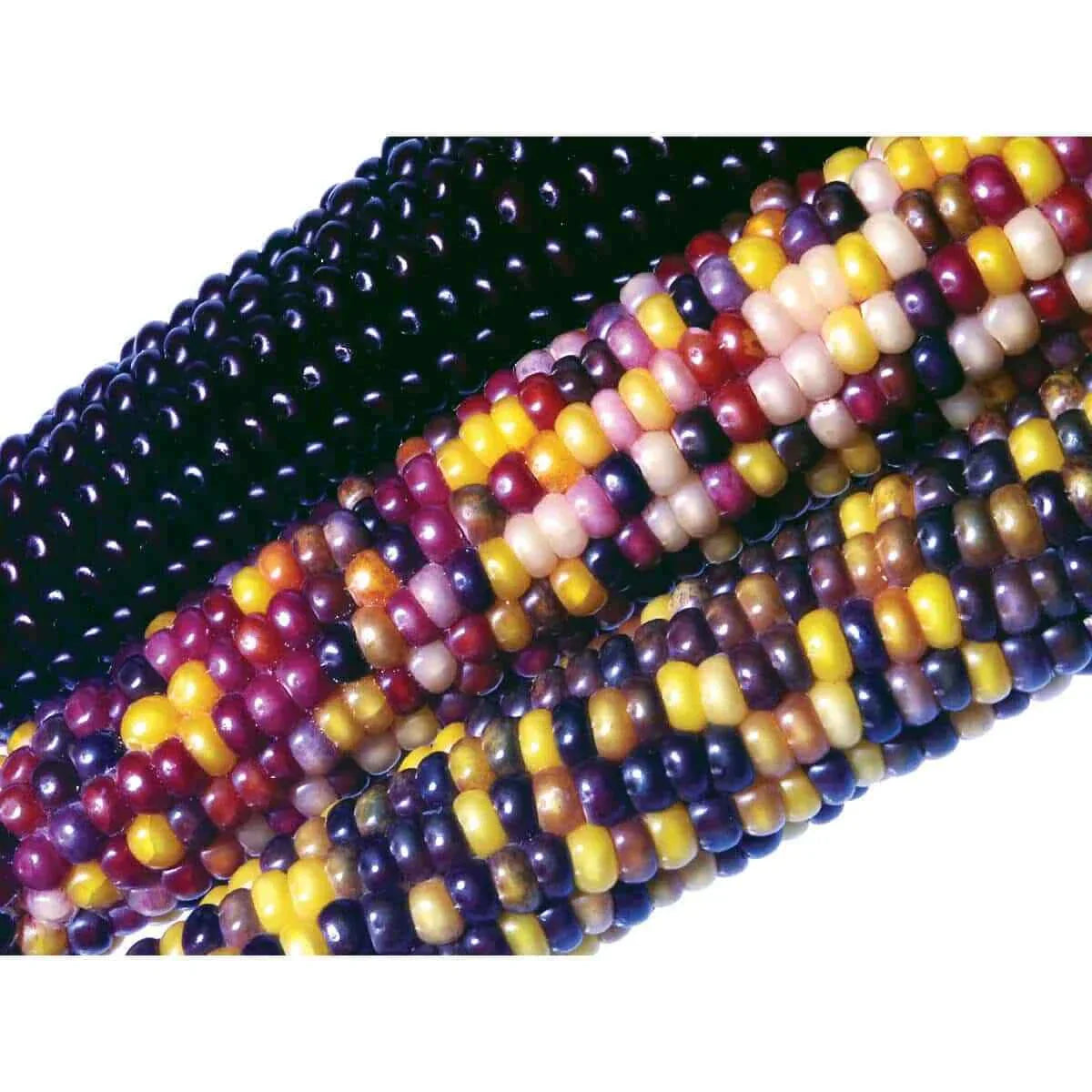 Ornamental Corn Seeds Crossbow Variety - Zea mays - Multi-colored Decorative Plants