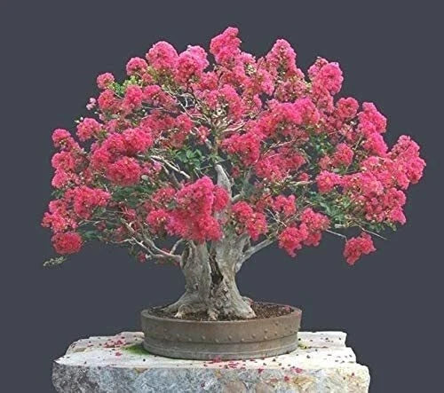 Crape Myrtle Bonsai Tree Seeds - 20 Pack - Vibrant Flowers & Exotic Bark - Lagerstroemia indica