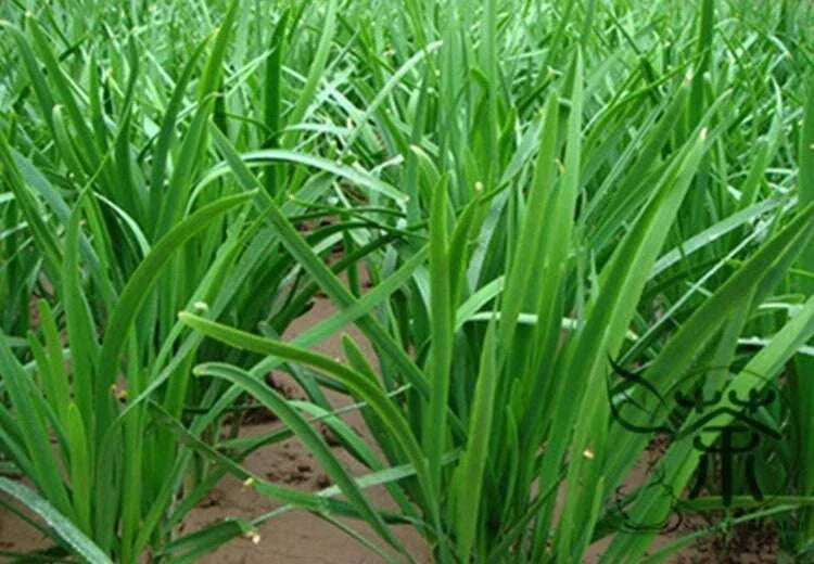 Garlic Chives Live Plant Bare Root 10+ Pack | Organic NON-GMO Perennial Herb Allium tuberosum