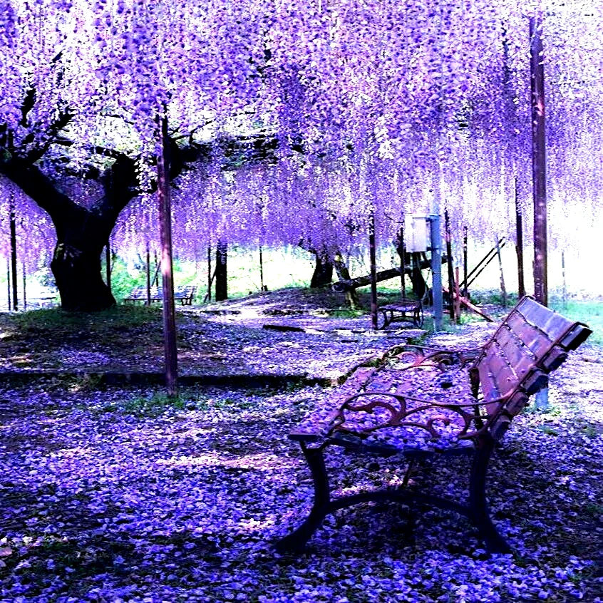 Chinese Wisteria Tree Seeds - 5 Pack | Fast Climbing Flower Vine, Cold Hardy Bonsai Plant