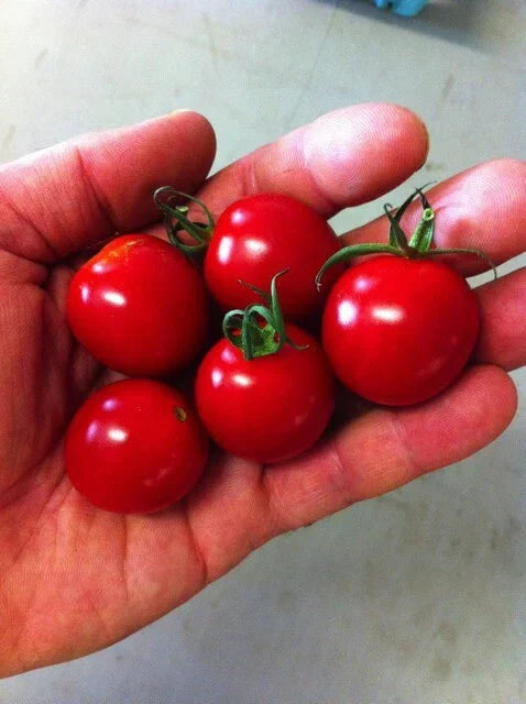Sugar Bomb Cherry Tomato Seeds - 30 Heirloom Organic Non-GMO Seeds
