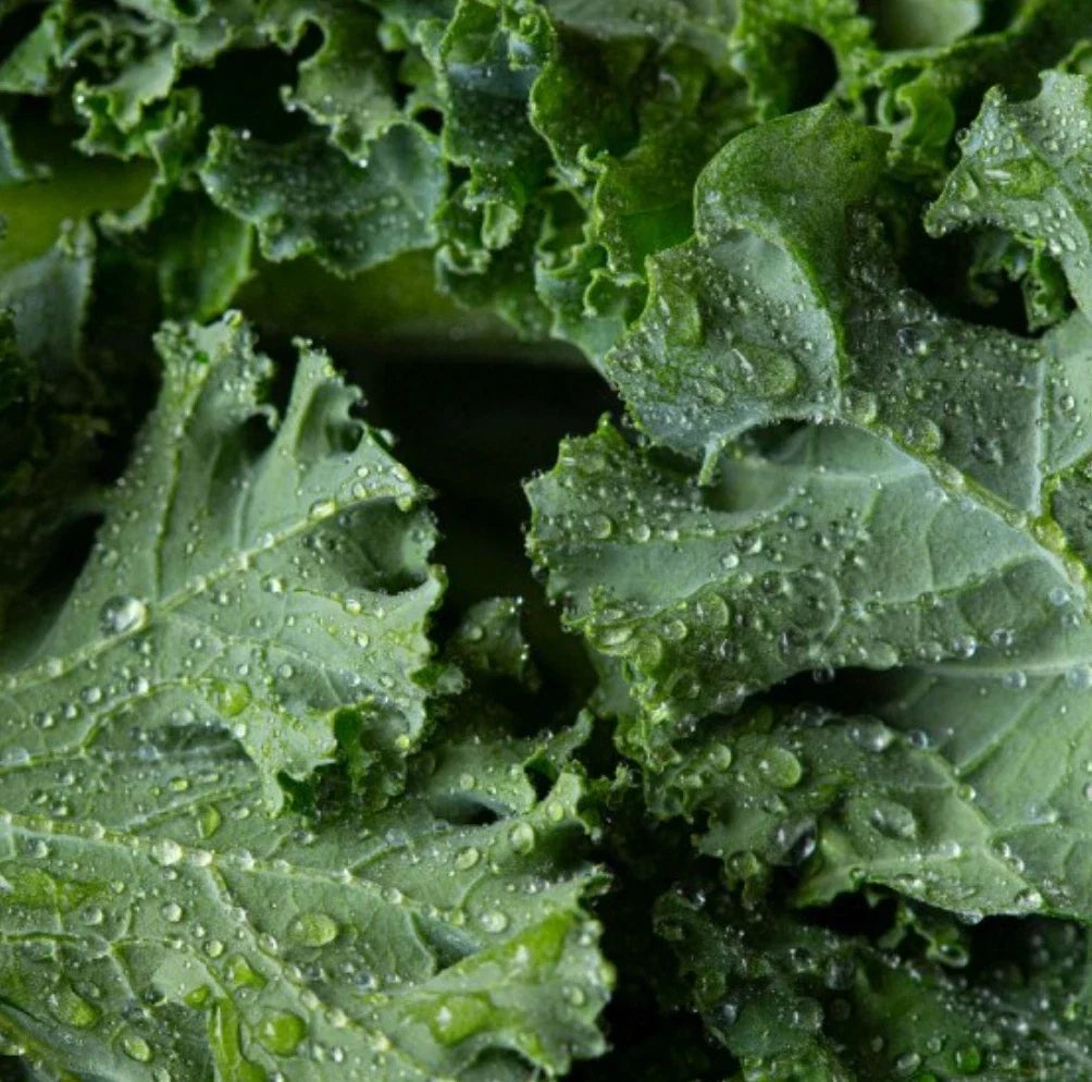 Dwarf Siberian Kale Seeds 4000 Non-GMO Cold Hardy Vegetable Seeds Brassica oleracea var. sabellica