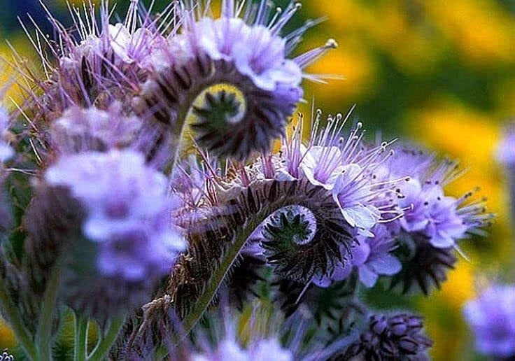 Lacy Phacelia Wildflower Seeds - 250 Seeds - Easy to Grow, Attracts Pollinators, Phacelia tanacetifolia