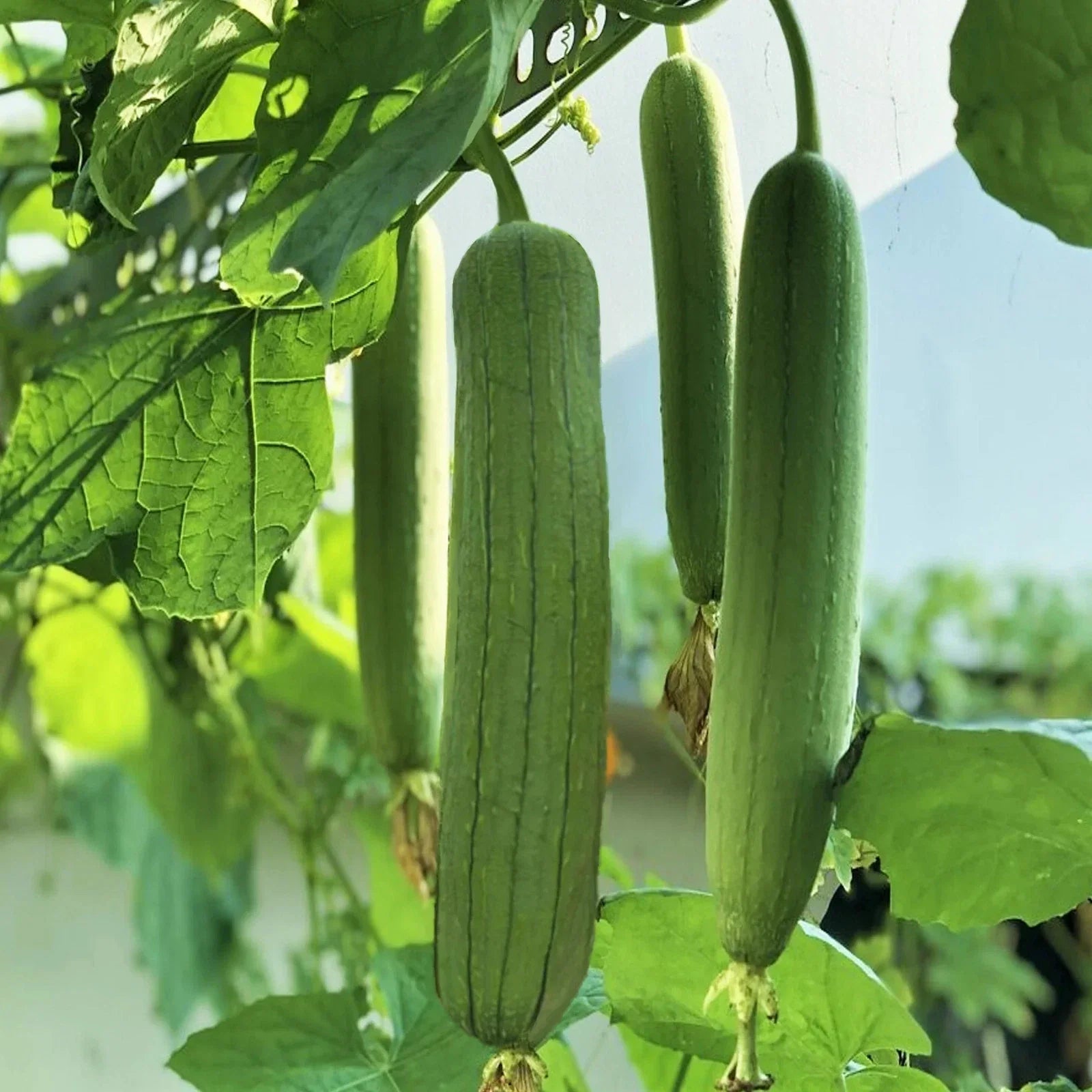 Tri Leaf Smooth Luffa Gourd Seeds – Medium Wide Sponge Variety – Luffa aegyptiaca for Natural Scrubbing & Crafting