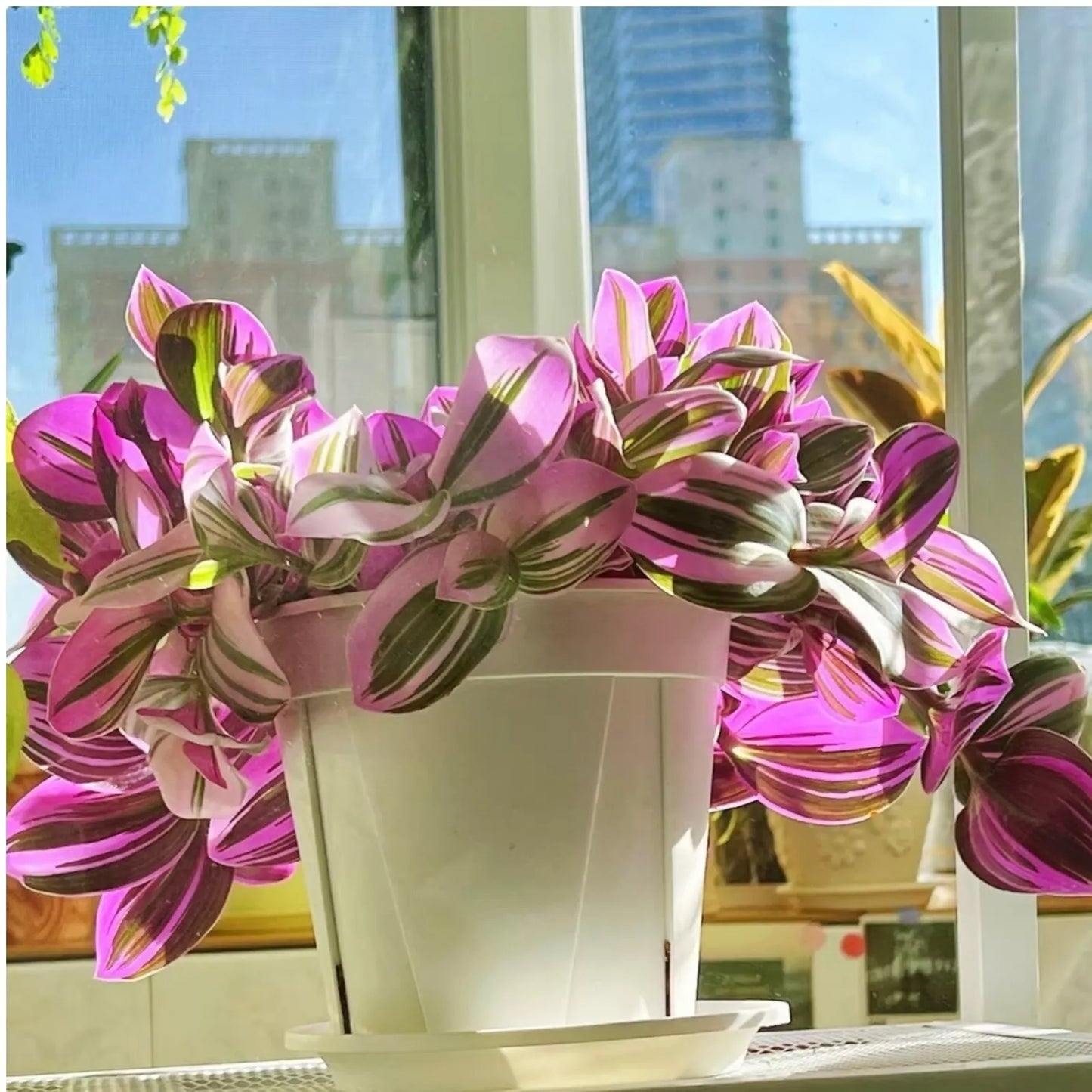 Unrooted Tradescantia Nanouk Cuttings 3-4" Rare Pink Wandering Jew Houseplant for Propagation