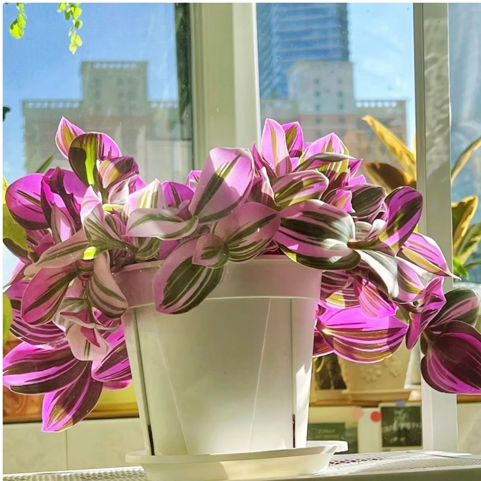 Unrooted Tradescantia Nanouk Cuttings 3-4" Rare Pink Wandering Jew Houseplant for Propagation