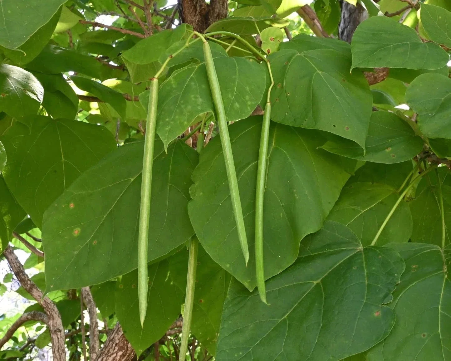 Catalpa Tree Seeds - 50 Pack for Planting, Large Heart-Shaped Leaves, White Flowers, Catalpa speciosa