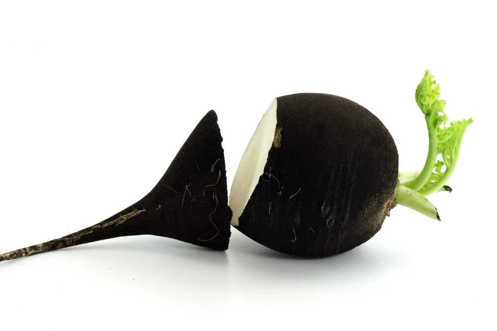 Black Radish Seeds - 250+ Raphanus sativus Vegetable Seeds for Planting, Cool-Season Root Crop