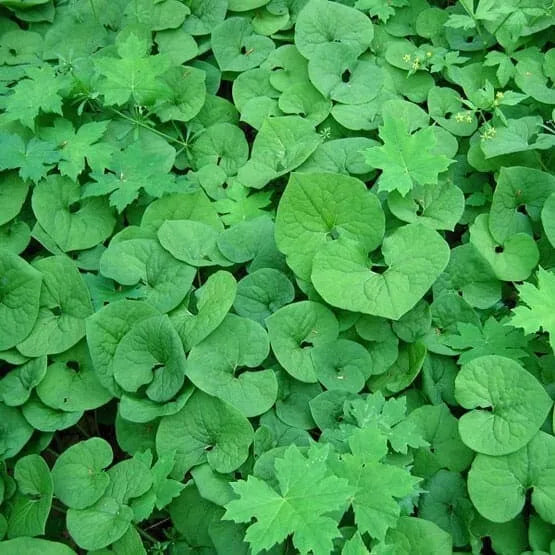 Wild Ginger Plant Roots 20-Pack | Asarum Canadense Bareroot Ground Cover for Shade Gardens