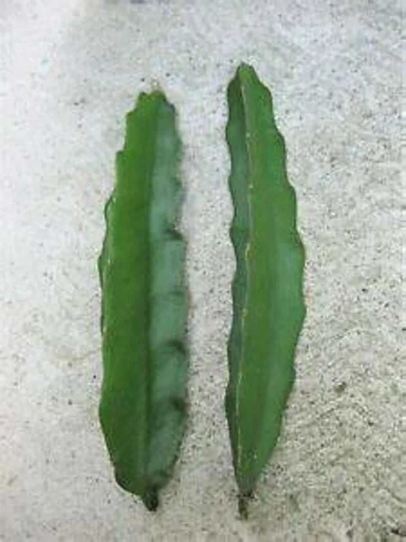 Aussie Gold Dragon Fruit Cuttings - 8-12" Isis Gold Variety, Hylocereus undatus, Fresh Propagation Plants for Garden or Greenhouse