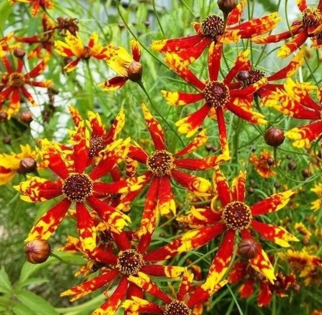 Coreopsis Seeds - 100 Rare Radiana Tigrina Wildflower Seeds for Pollinator Gardens - Native Iowa Perennial
