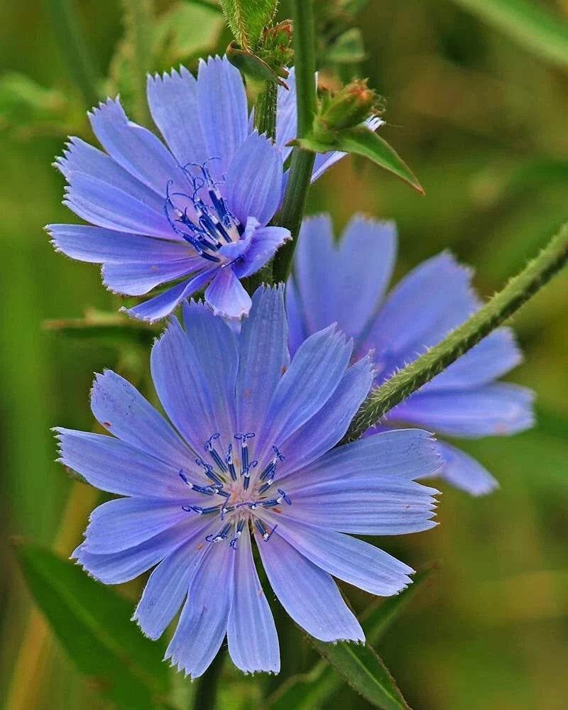 Wildflower Seeds Packets - 1,000 Seeds Chickroy Variety Native Wildflowers for Pollinators and Wildlife Habitat