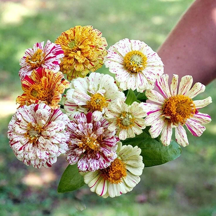 Zinnia Flower Seeds Mix - 150 Heirloom Candy Striped Double Blooms - Non-GMO Zinnia elegans for Garden, Cut Flowers & Pollinator Attracting