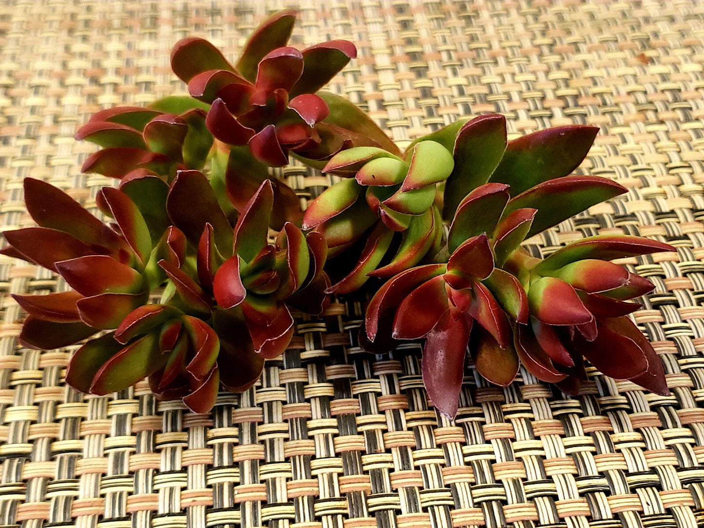 Crassula Platythylla Burgundy Cuttings - X-Large 3" Diameter Unrooted Succulent for Propagation