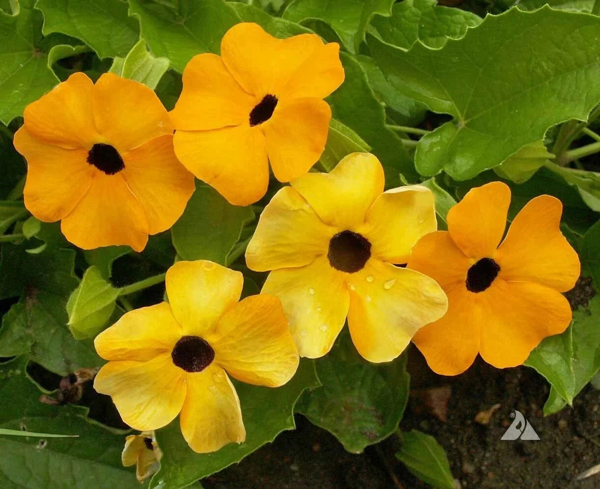 Black Eyed Susan Vine Seeds - Mixed Colors, Climbing Perennial, Non-GMO, 50 Seeds, Pollinator Attracting, Thunbergia alata
