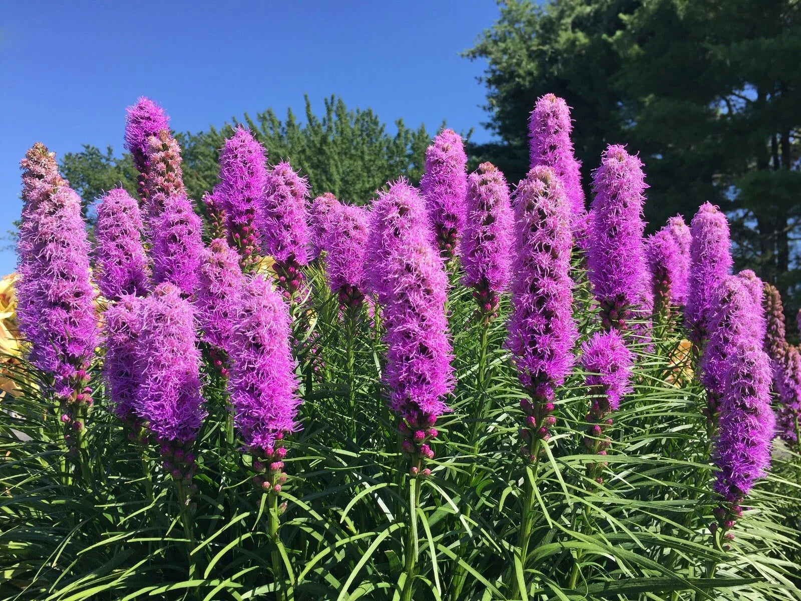 Liatrus Spicata Seeds - 100 Count, Purple and White Blazing Star, Gayfeather, Perennial Flower Seeds