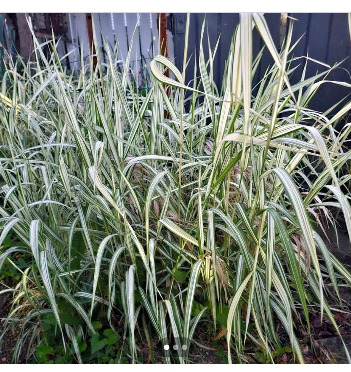 Live Variegated Ribbon Grass Plant - Ornamental Phalaris arundinacea with Green and White Foliage for Garden, Border, or Pot