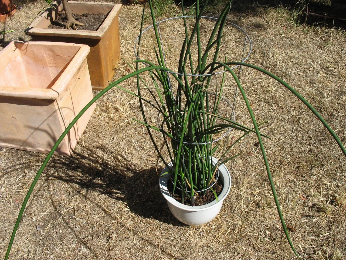 Sansevieria Lancia Cuttings - Rare 3 Rooted Snake Plant Cuttings for Indoor Houseplants