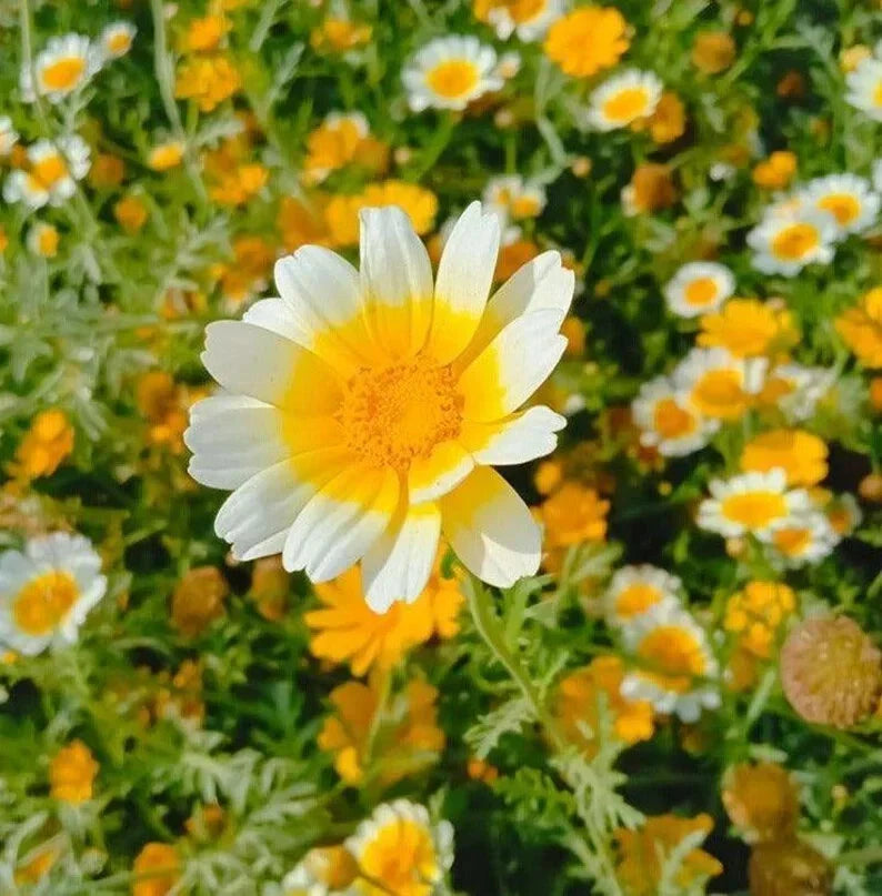 Garland Daisy Seeds - 200 Organic Bellis perennis Seeds - Free Shipping