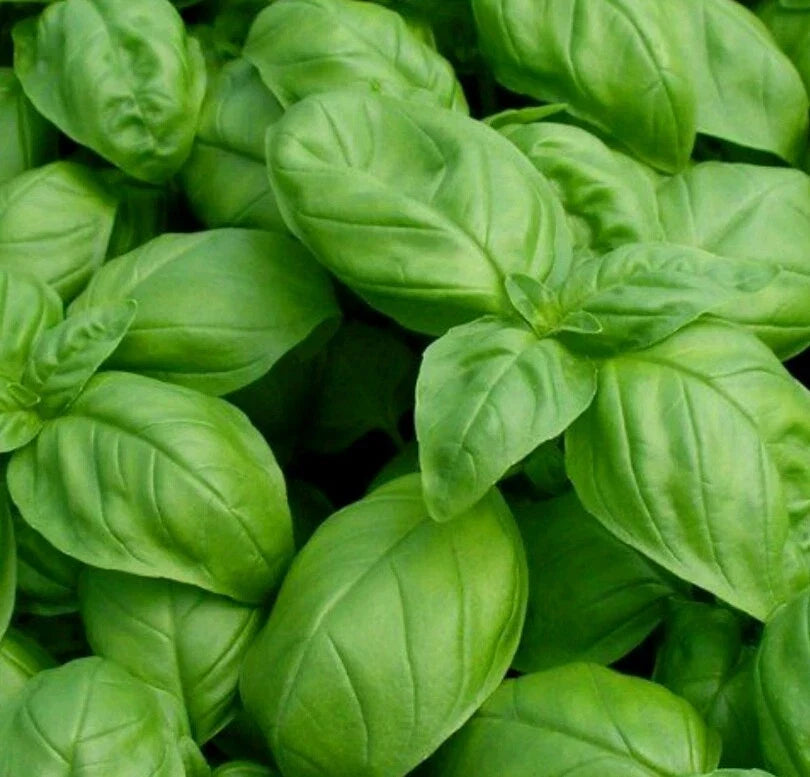 Genovese Basil Seeds - 1000 Count, Open Pollinated, Non-GMO, Herb Seeds, Ocimum basilicum