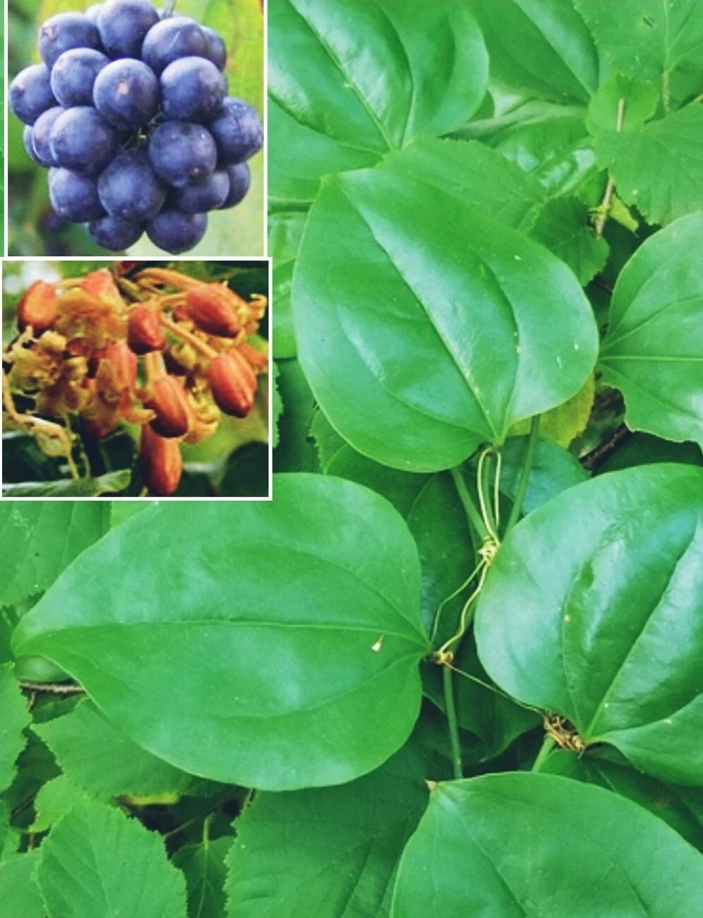 Greenbriar Roundleaf Seeds - Smilax rotundifolia Climbing Vine - Hardy Ground Cover - 10+ Seeds