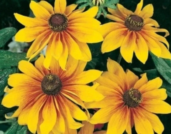 Gloriosa Daisy Seeds - 100 Pack - Bright Yellow Flowers - Rudbeckia hirta - Annual Garden Seeds for Borders & Containers
