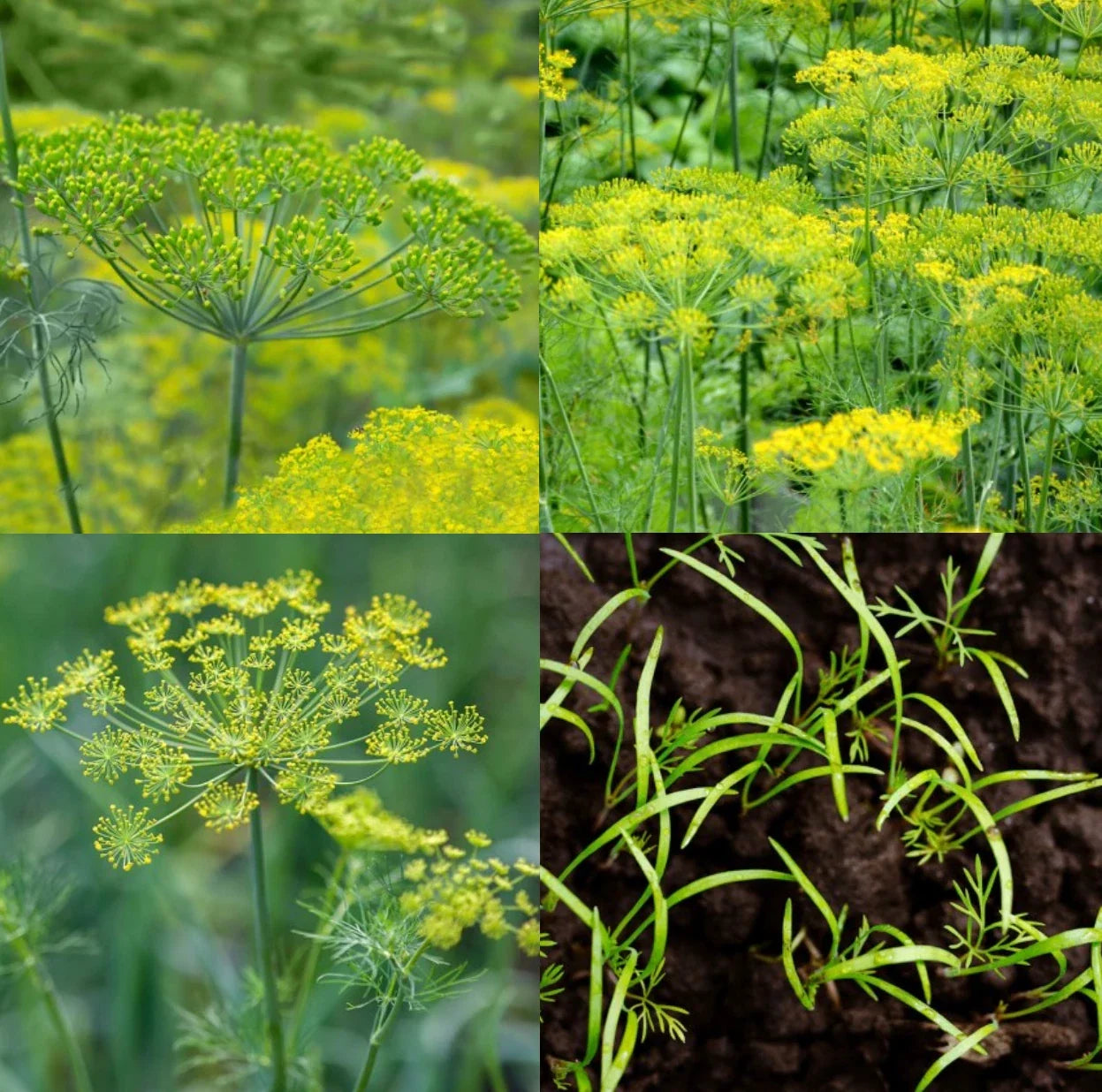 Dill Seeds Mix - Dukat, Bouquet & Mammoth - Non-GMO Anethum graveolens for Culinary & Butterfly Garden - 500 Seeds
