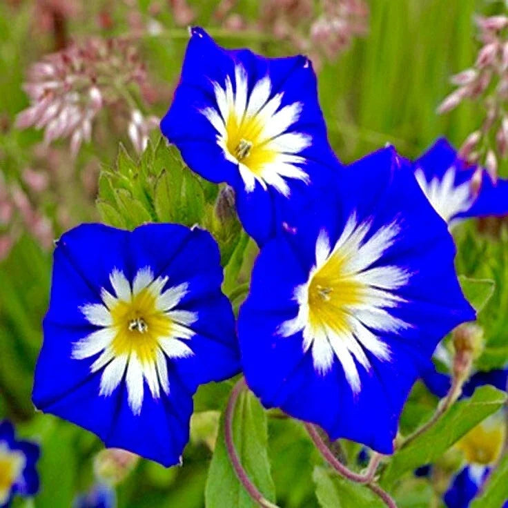 Heavenly Blue Morning Glory Seeds – Climbing Vine for Hummingbirds & Butterflies, Ipomoea tricolor, 30+ Seeds