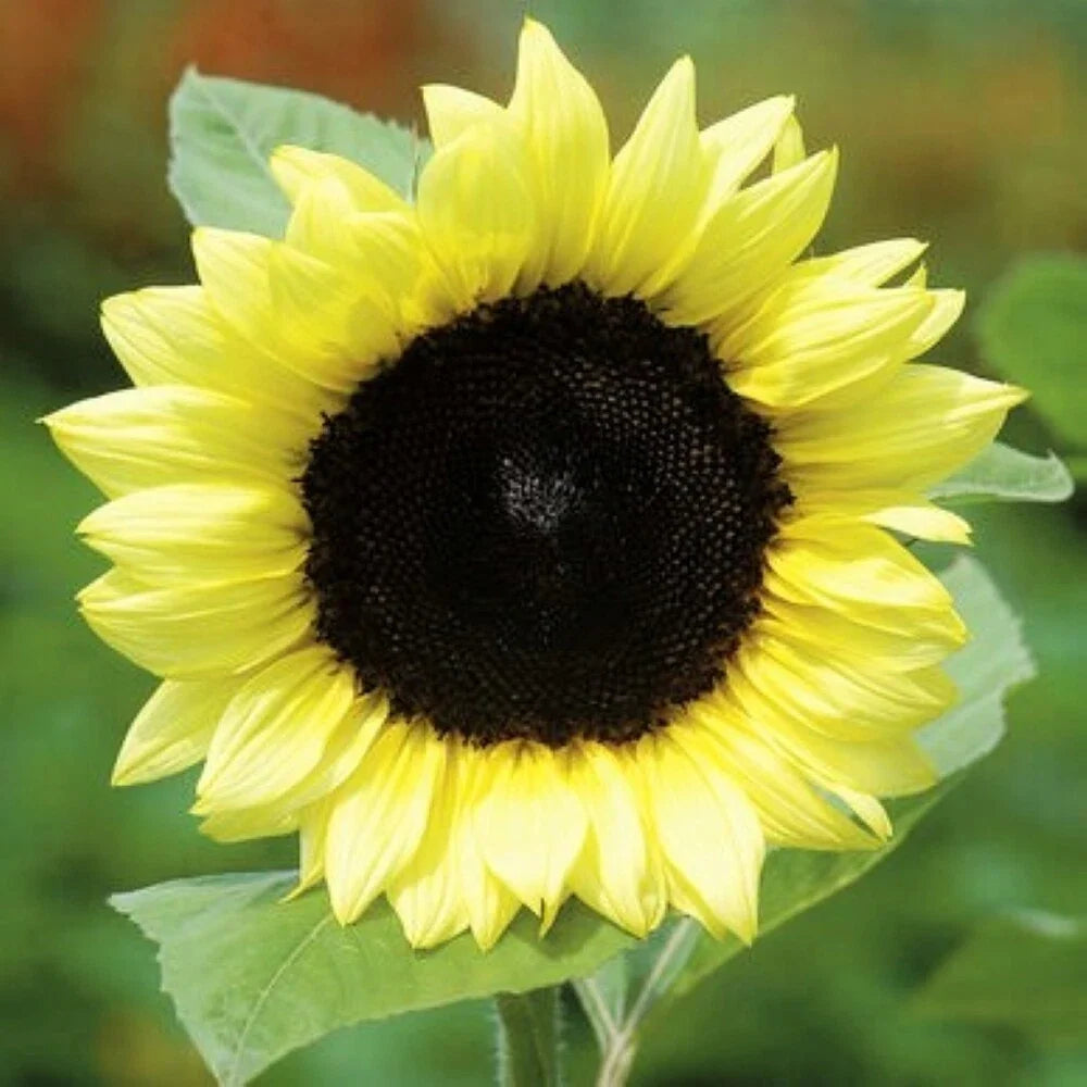 Lemon Queen Sunflower Seeds Pack of 50 | Light Yellow Flowers | Helianthus annuus | Annual Garden Seeds