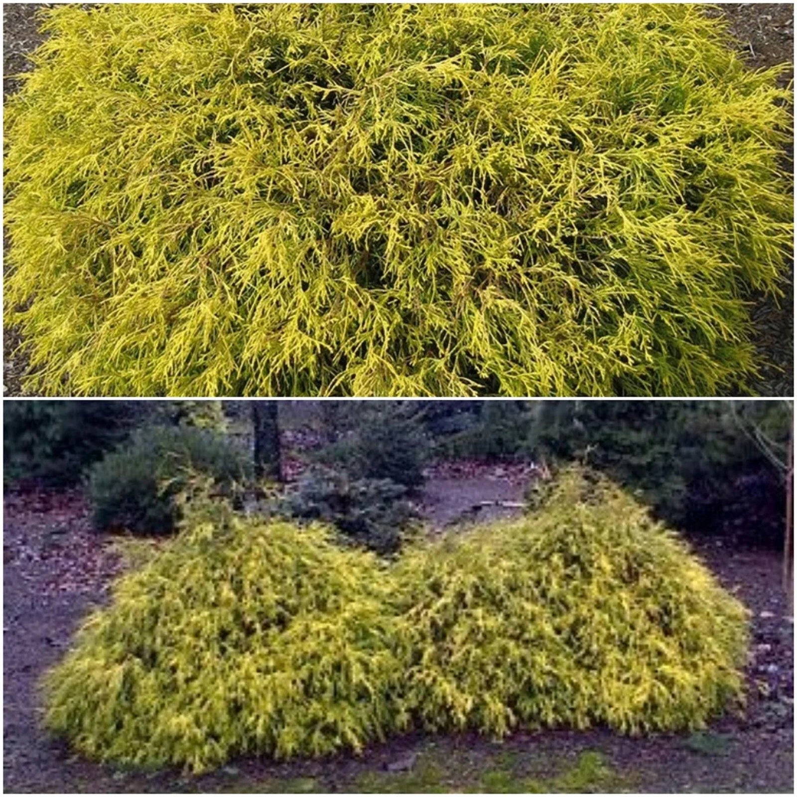 Golden Mop False Cypress Live Plant 6+ Inches Chamaecyparis pisifera ‘Golden Mop’ Evergreen Shrub Low Maintenance