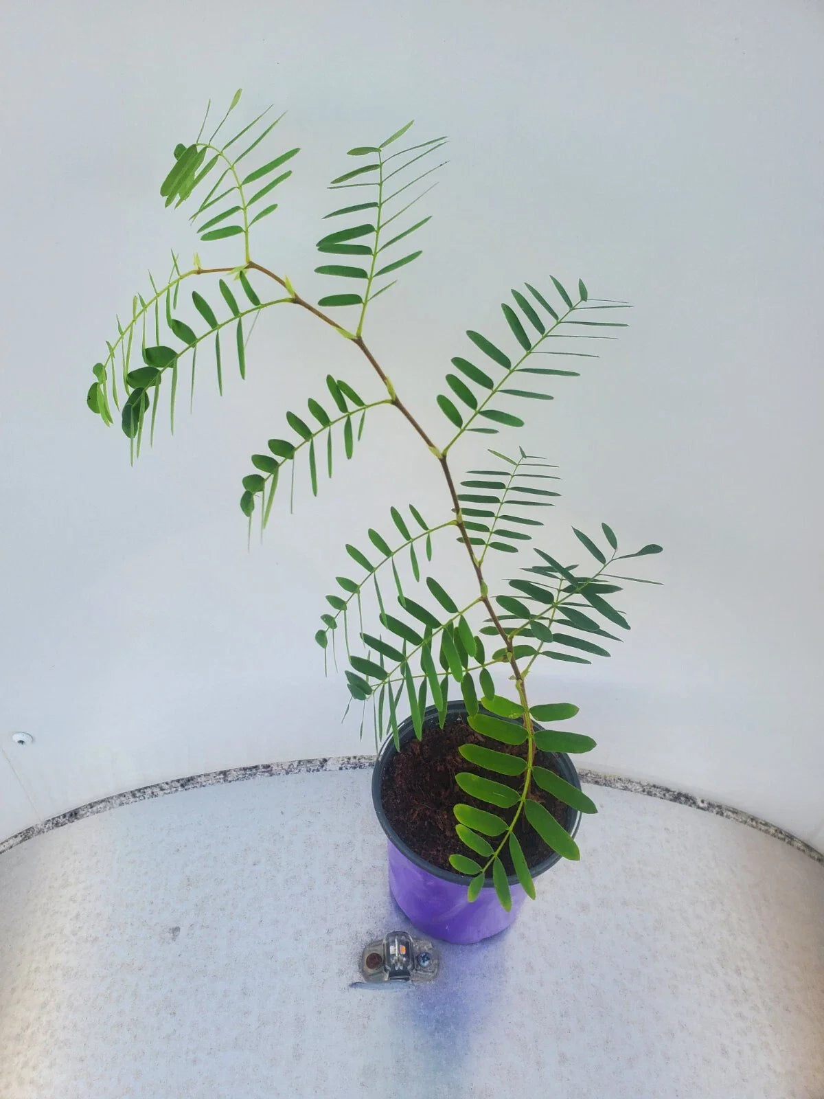 Live Tamarind Tree Plant | 1-Gallon Pot | Tamarindus indica | Tropical Fruit Tree for Garden & Landscaping