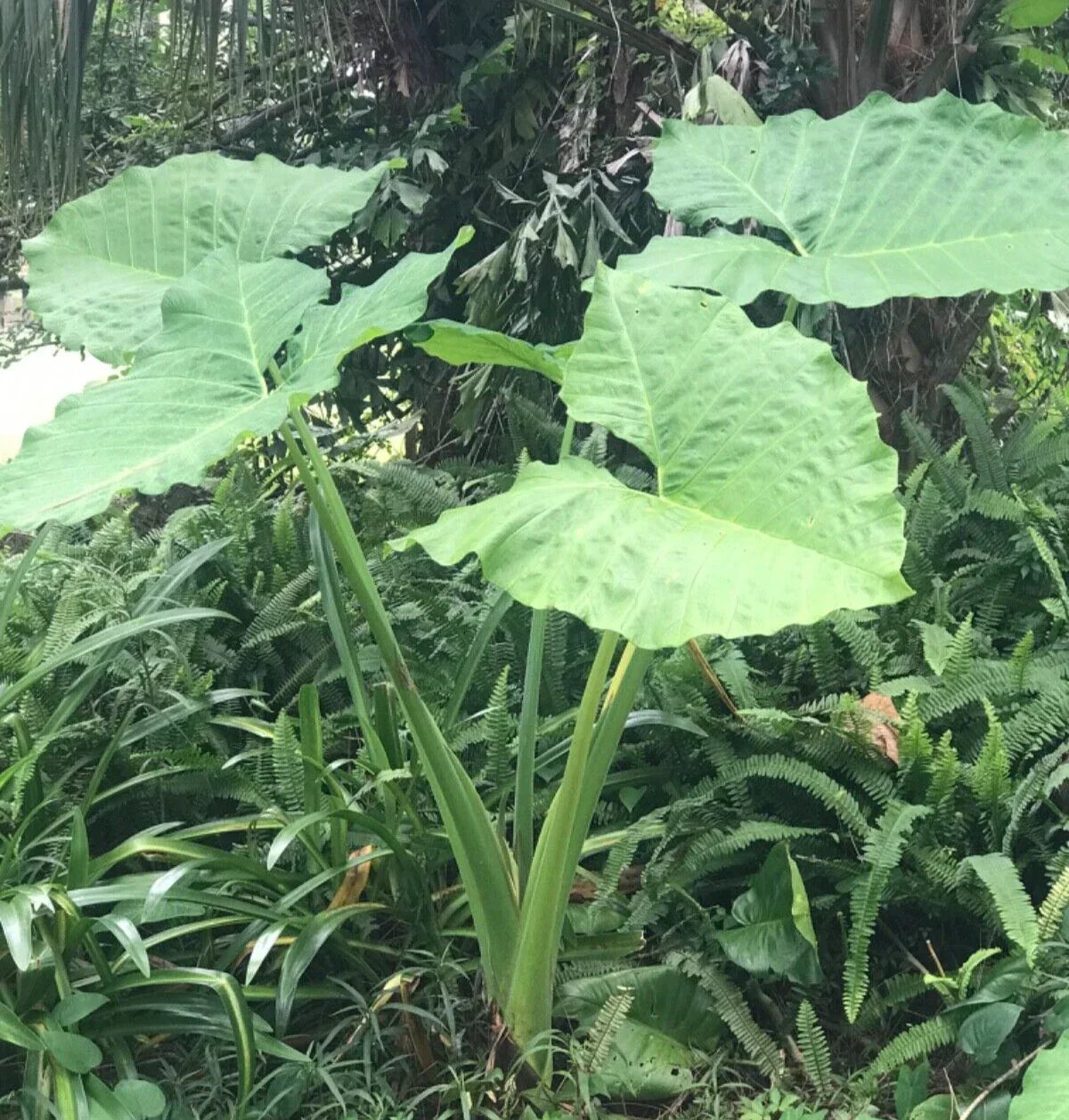 Colocasia 'Thai Giant' Elephant Ear Bare Root Plant - Fast Growing Tropical 19"