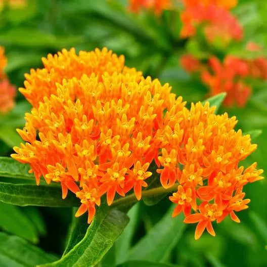 Milkweed Seeds - Orange Perennial Tuberosa - Monarch Butterfly Host Plant - Non-GMO, 50 Seeds for Pollinator Gardens
