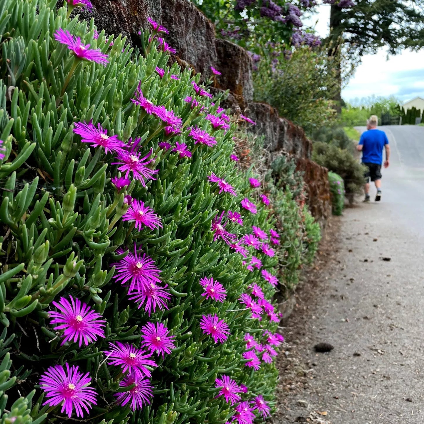 20 Ice Plant Seeds - Delosperma Cooperi Hardy Ground Cover with Daisy Flowers