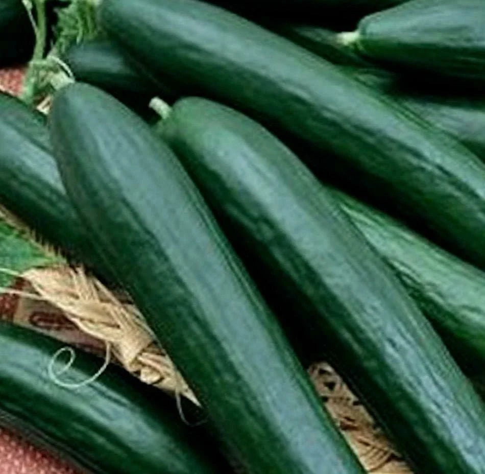 Cucumber Seeds - Armenian Dark Variety - Heirloom, Non-GMO, Cucumis sativus for Garden Planting