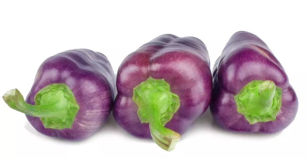 Purple Pepper Seeds - 100+ Capsicum annuum for Eating & Cooking - Vibrant Purple Peppers for Garden & Container Growing